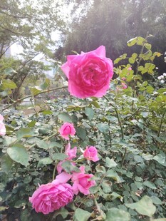 月季花