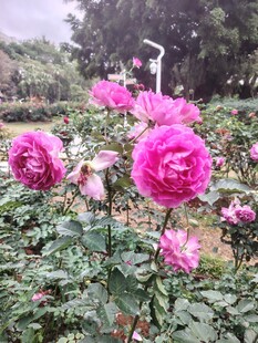 月季花