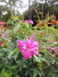 月季花
