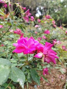 月季花