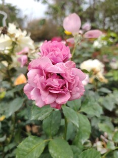 月季花