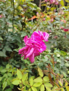 月季花
