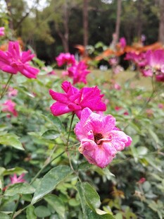 月季花
