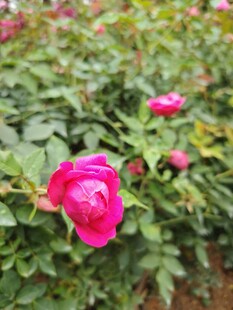 月季花