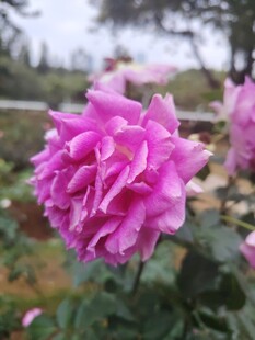 月季花