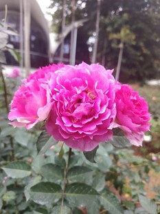 月季花