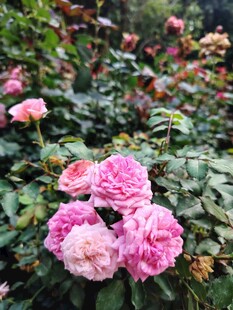 月季花