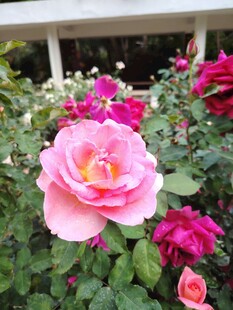 月季花