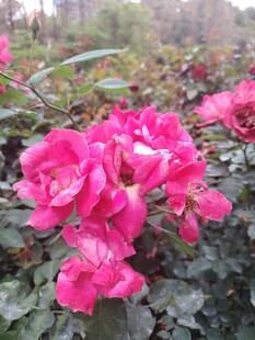 月季花