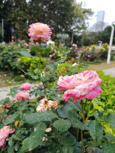 月季花