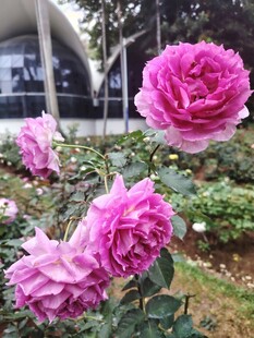 月季花