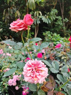 月季花