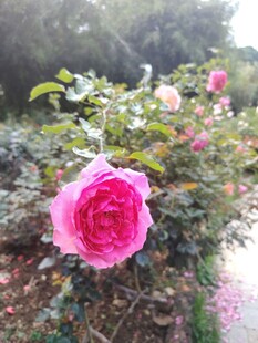 月季花