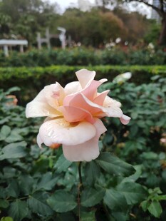 娇艳粉色月季花
