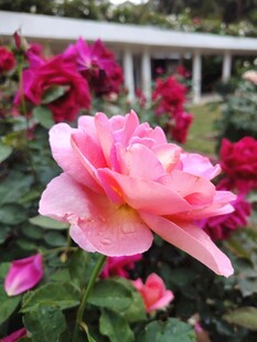 月季花
