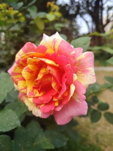 多彩月季花