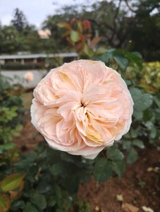 月季花