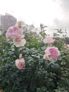月季花