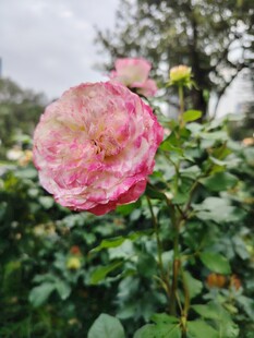月季花