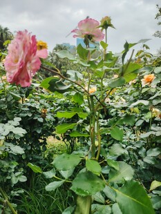 娇艳月季花绽放于花丛中