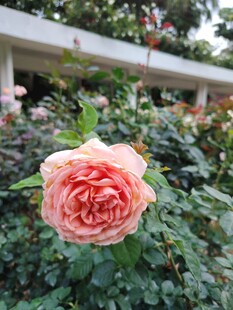月季花