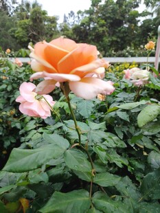 月季花