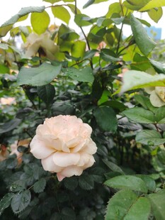 淡粉色月季花绽放