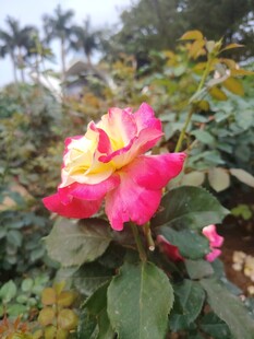 娇艳双色月季花绽放