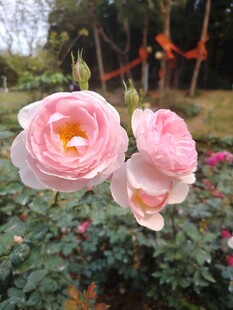 月季花