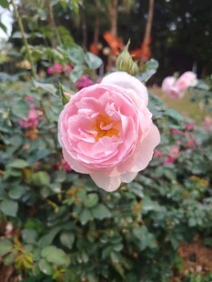 月季花