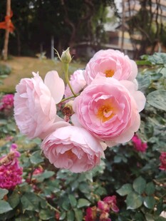娇艳粉色月季花绽放