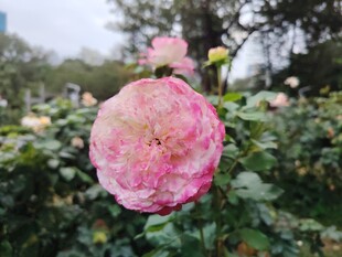 月季花