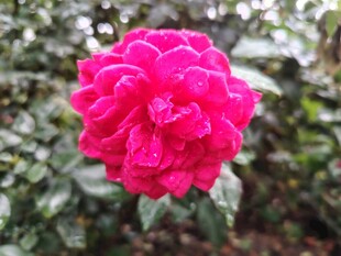 山茶花