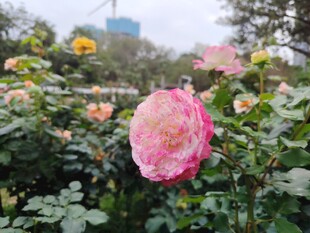 月季花