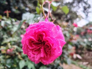 月季花绽放