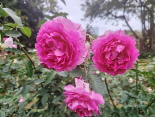 月季花