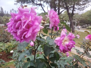 月季花