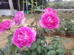 月季花