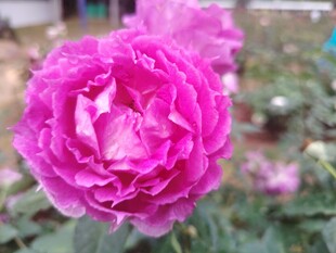 娇艳粉色月季花绽放