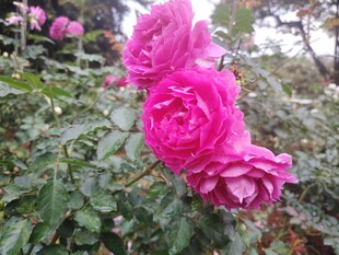 月季花