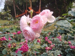 娇艳粉色花朵绽放于花丛