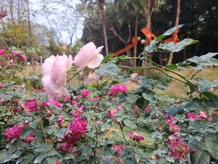 花园中绽放的多彩花卉
