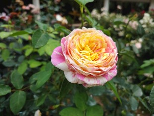 多彩月季花绽放