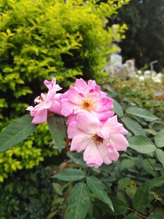 月季花