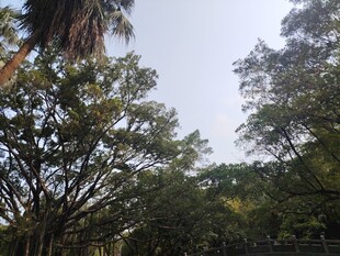 户外繁茂绿树景观