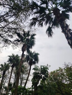 高大棕榈树群景观
