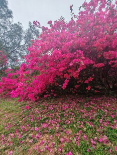 三角梅 烂漫繁花 散落草地春光