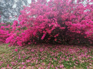 盛开的粉花树与落花美景