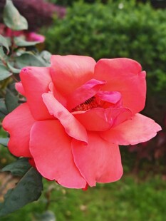 娇艳欲滴的粉色月季花