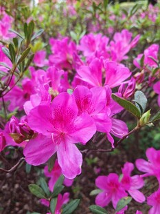 娇艳盛开的粉色杜鹃花